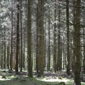Coniferous forest, spruce forest