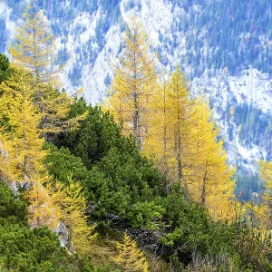 Conifers with yellow autumn leaves against a rocky mountain backdrop Conifers with yellow autumn leaves against a rocky mountain backdrop