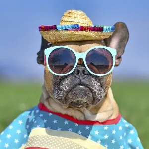 Cool French Bulldog dog dressed up with sunglasses Cool French Bulldog dog dressed up with sunglasses