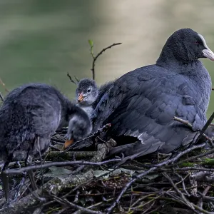 A coot (Fulica atra) adult bird resting with the young birds on this year's nest