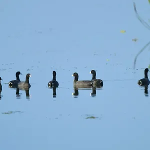 Several coots in a calm lake with clear reflections and blue sky Several coots in a calm lake with clear reflections and blue sky
