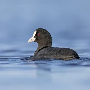 Coots (Fulica atra) attract little attention and appear inconspicuous
