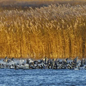 Coots (Fulica atra) fleeing from a white-tailed eagle