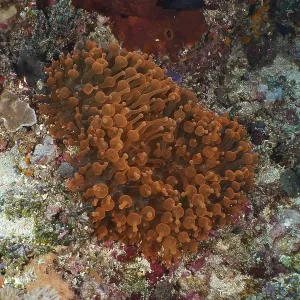 Copper anemone (Entacmaea quadricolor) spreads out over a colourful coral garden floor Copper anemone (Entacmaea quadricolor) spreads out over a colourful coral garden floor