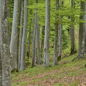 Copper beech, forest, forest floor Copper beech, forest, forest floor