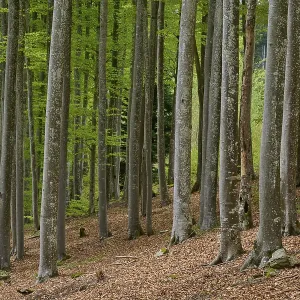 Copper beech, forest, forest floor Copper beech, forest, forest floor