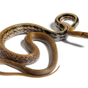 Copperhead rat snake tongue out