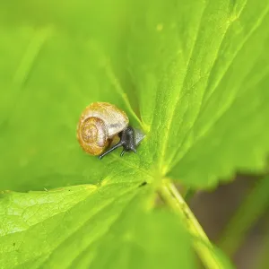Copse snail (Arianta arbustorum) on a leaf