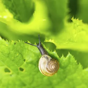 Copse snail (Arianta arbustorum) on a leaf
