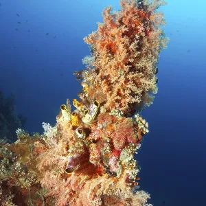 Coral Point, unusual, densely covered with soft corals (Dendronenepthya) and ox heart ascidian (Polycarpa aurata) Coral Point, unusual, densely covered with soft corals (Dendronenepthya) and ox heart ascidian (Polycarpa aurata)