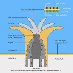 Coral polyp, graphics, structure, biology
