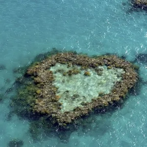 Coral Reef, Heart Reef, part of Hardy Reef Coral Reef, Heart Reef, part of Hardy Reef