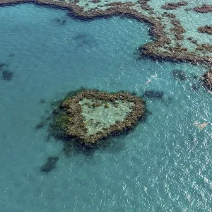 Coral Reef, Heart Reef, part of Hardy Reef Coral Reef, Heart Reef, part of Hardy Reef