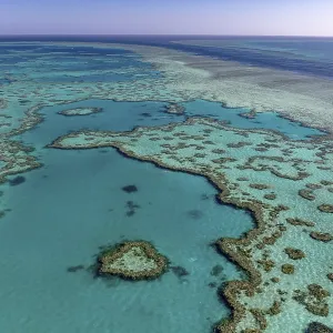 Coral Reef, Heart Reef, part of Hardy Reef Coral Reef, Heart Reef, part of Hardy Reef