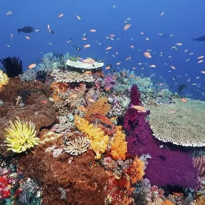 Coral reef, reef top, with various soft corals (Alcyonacea)