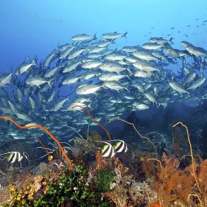 Coral reef with various soft corals (Octocorallia) and hard corals (Hexacorallia) Coral reef with various soft corals (Octocorallia) and hard corals (Hexacorallia)