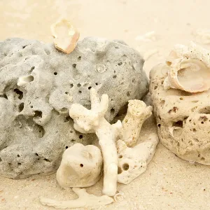 Coral and sea shell on a sand Coral and sea shell on a sand