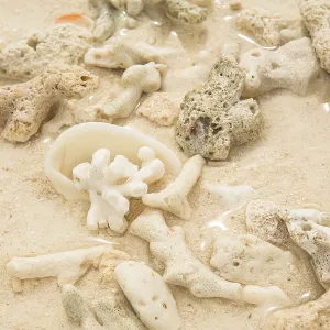 Coral and sea shell on a sand Coral and sea shell on a sand