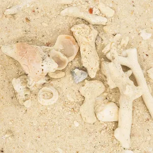Coral and sea shell on a sand Coral and sea shell on a sand