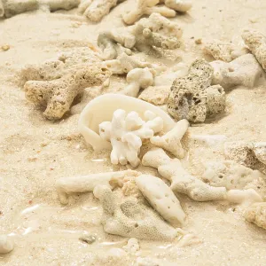 Coral and sea shell on a sand Coral and sea shell on a sand