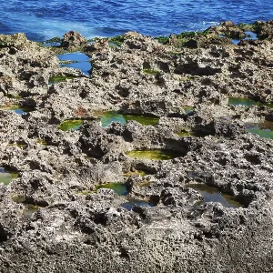 Corals on the Ocean Shore Print