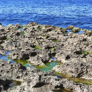 Corals on the Sea Shore Print - Sunny Day at Low Tide