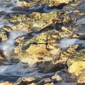 Corals on the Sea Shore Print - Sunny Day Scene