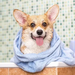 Corgi dog with towel after wash in the bathroom Corgi dog with towel after wash in the bathroom