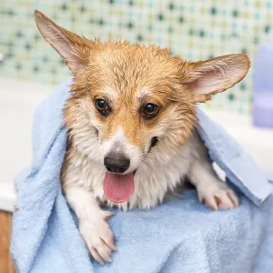 Corgi dog washes in the bathroom. Pet grooming Corgi dog washes in the bathroom. Pet grooming