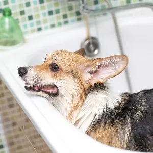 Corgi dog washes in the bathroom. Pet grooming Corgi dog washes in the bathroom. Pet grooming