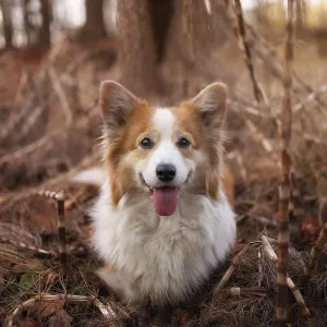 Corgi Pembroke dog posing for a photo in the autumn forest Corgi Pembroke dog posing for a photo in the autumn forest