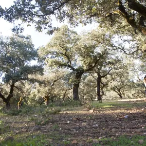 Cork oak trees in Sierra de Aracena Cork oak trees in Sierra de Aracena