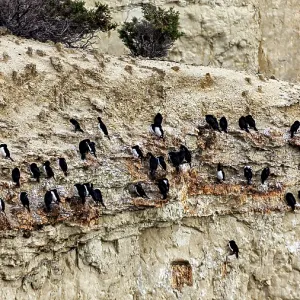 Cormorant colony on eroded cliffs