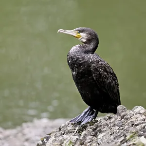 Cormorant (Phalacrocorax carbo) Cormorant (Phalacrocorax carbo)