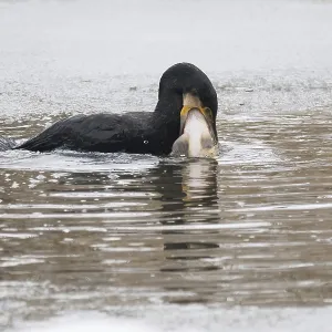 A cormorant (Phalacrocorax carbo) catches a fish in icy water surrounded by a wintry environment