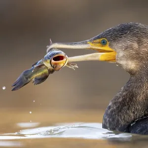 Cormorant (Phalacrocorax carbo) with catfish as prey