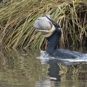 Cormorant (Phalacrocorax carbo) with fish in its beak in reedy waters