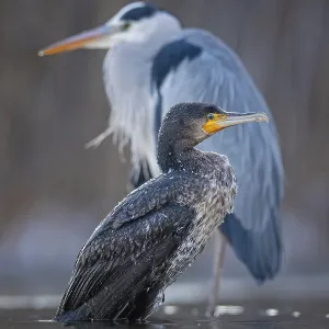 Cormorant (Phalacrocorax carbo) and grey heron (Ardea cinerea) sitting