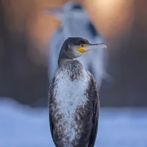 Cormorant (Phalacrocorax carbo) and grey heron (Ardea cinerea) sitting