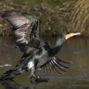 A cormorant (Phalacrocorax carbo) landing on the water A cormorant (Phalacrocorax carbo) landing on the water
