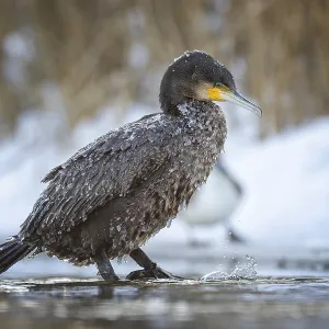 Cormorant (Phalacrocorax carbo) sitting