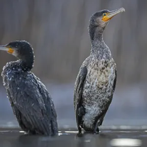 Cormorant (Phalacrocorax carbo) sitting