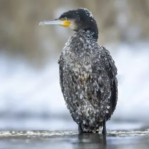 Cormorant (Phalacrocorax carbo) sitting