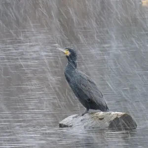 Cormorant Print in a Snowstorm on the River Lahn Cormorant Print in a Snowstorm on the River Lahn