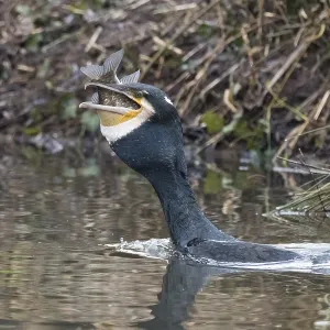 Cormorant (Phalacrocorax carbo) in the water devouring a fish