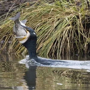Cormorant (Phalacrocorax carbo) in the water with fish in its beak
