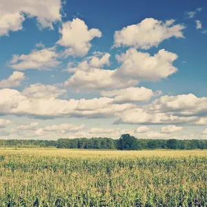 Corn Field Print - Cloudy Sky Corn Field Print - Cloudy Sky