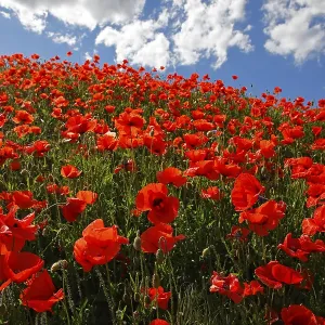 Corn Poppy Print - Mecklenburg-Western Pomerania, Germany