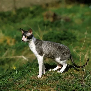 Cornish Rex Domestic Cat Cornish Rex Domestic Cat