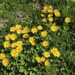 Corydalis (Doronicum spec.), Carpathians